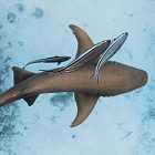 Кто такой мегалодон