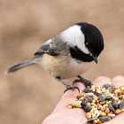 Куинджи – птичий благодетель