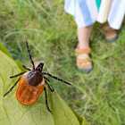 Клещи стали всероссийской проблемой. Рост цен на автомобили