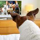 Милонову не понравилась видеоигра «Смута». Психологическая помощь для подростков. Собаки-терапевты в Стамбуле